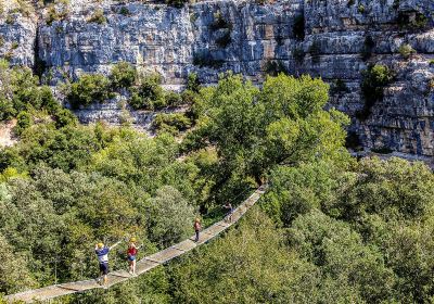 Canyon Forest