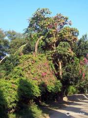 National Botanical Garden, Mirpur, Dhaka