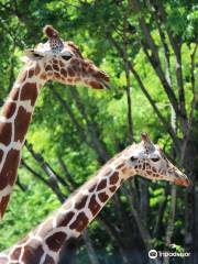 Parco Zoologico di Tama