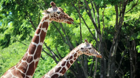 Parco Zoologico di Tama