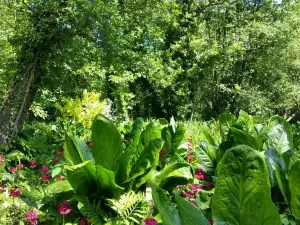 Fairhaven Woodland and Water Garden