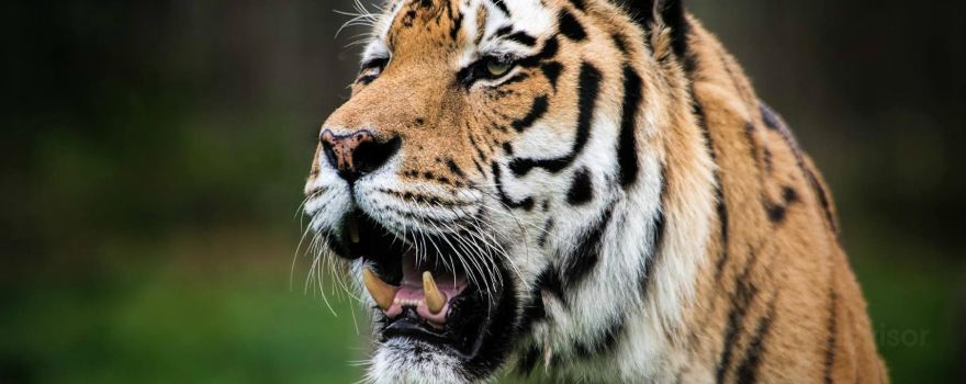 Blackpool Zoo