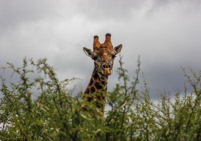 Zingela Nature Reserve