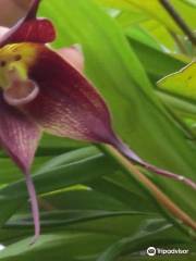 Ecuagenera - Orquideas del Ecuador