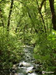 Bothe-Napa State Park