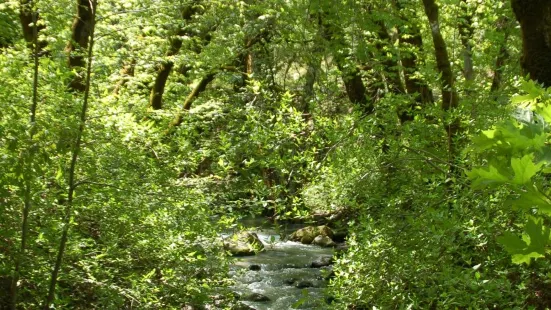 Bothe-Napa Valley State Park