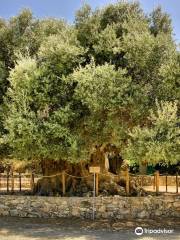 Monumentaler Olivenbaum Azorias, Kavousi