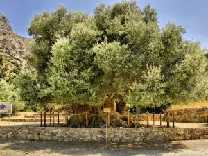 Monumentaler Olivenbaum Azorias, Kavousi