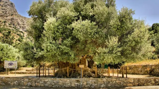 Monumental Ancient Olive Tree Azorias