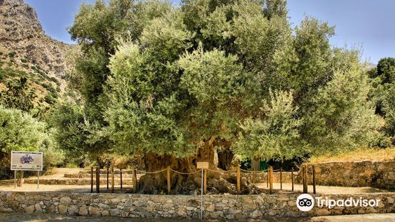 Monumental Ancient Olive Tree Azoria