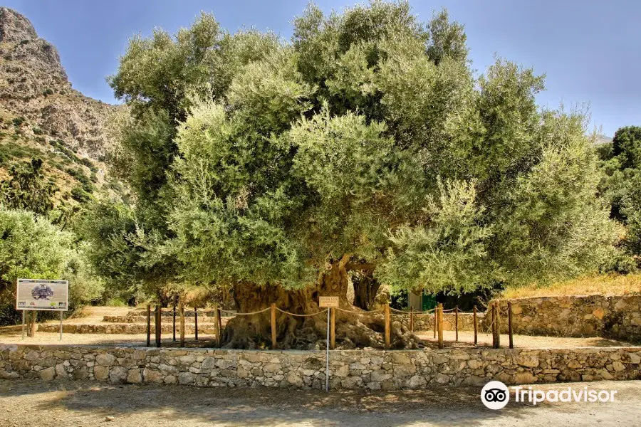 Monumental Ancient Olive Tree Azorias