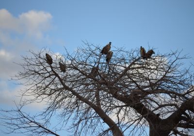 Ruaha National Park