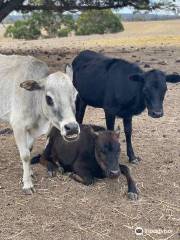 Will's Rare Breeds Farm