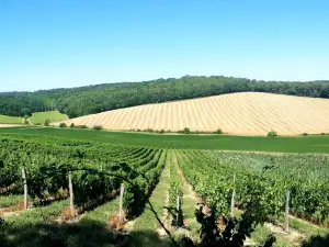 LES VIGNERONS DE BUZET