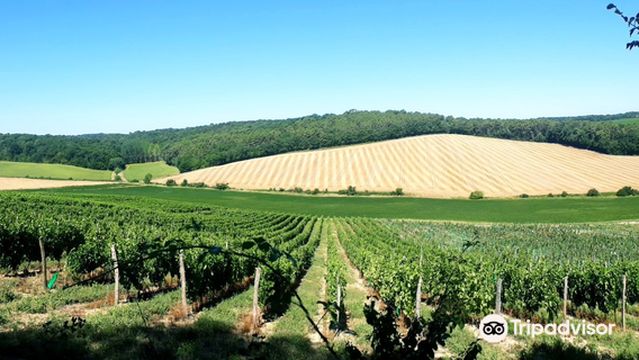 LES VIGNERONS DE BUZET