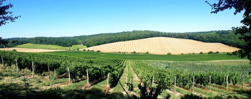 LES VIGNERONS DE BUZET