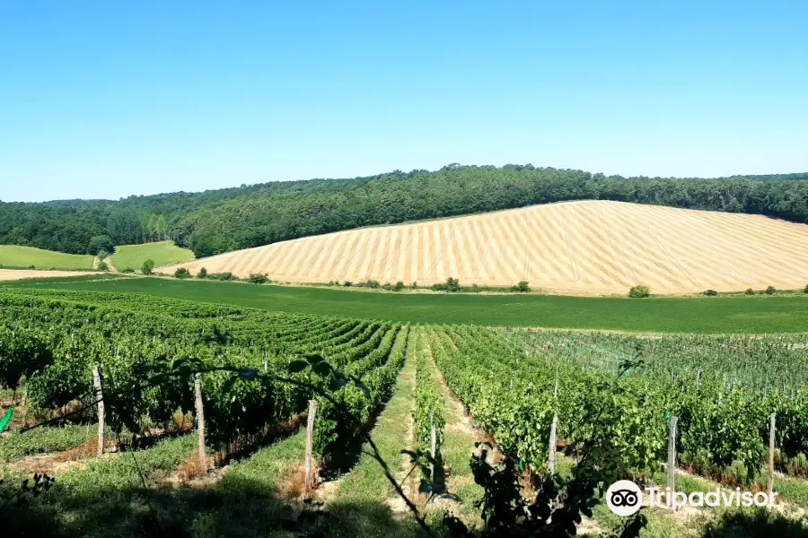 LES VIGNERONS DE BUZET