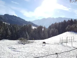 Wildpark Wildbichl