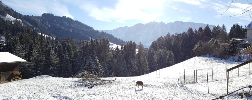 Wildpark Wildbichl