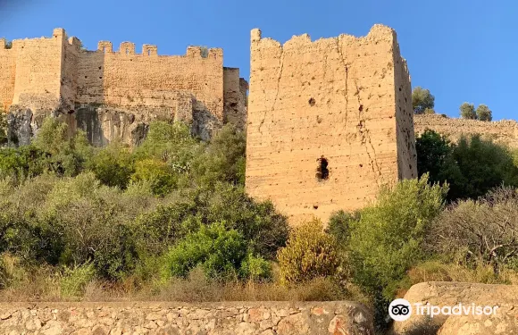 科爾貝拉的阿爾西拉