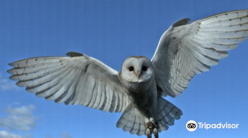 Owl & Bird Of Prey Sanctuary