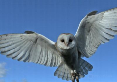 Owl & Bird Of Prey Sanctuary