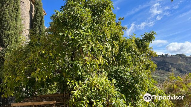 Bodega Descalzos Viejos