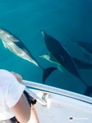 Bay Explorer Island & Wildlife Cruise