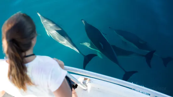 Bay Explorer - Dolphin and Wildlife Cruises