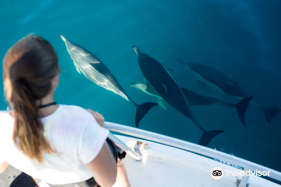 Bay Explorer - Dolphin and Wildlife Cruises
