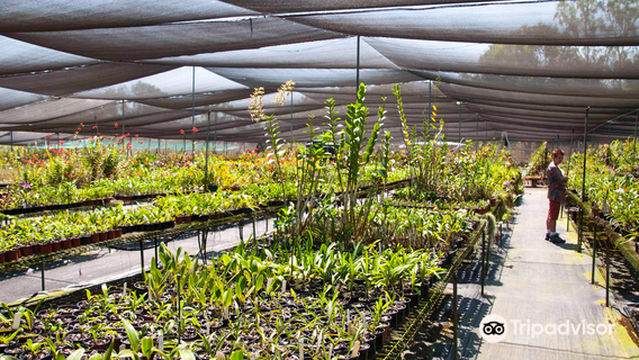 Jenny's Orchid Garden