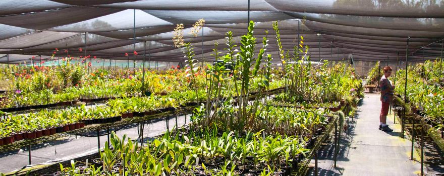 Jenny's Orchid Garden