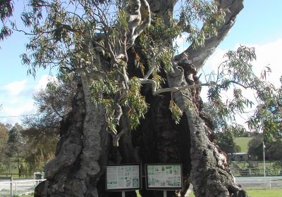 Historic Herbig Tree