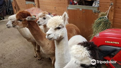 Alpaca Experience in the Cotswolds