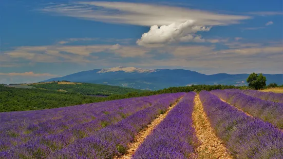 Mount Ventoux