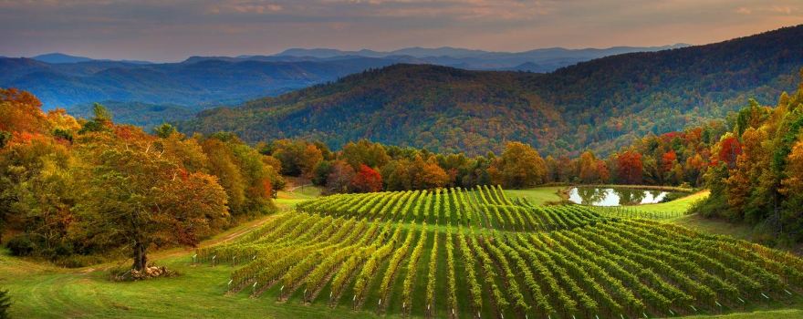 Burntshirt Vineyards