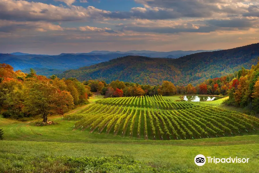 Burntshirt Vineyards