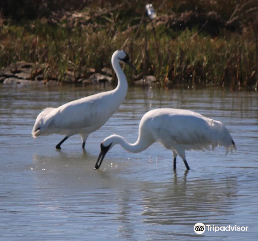 2_Rockport Birding and Kayak Adventures