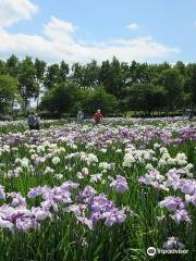 八紘学園花菖蒲園