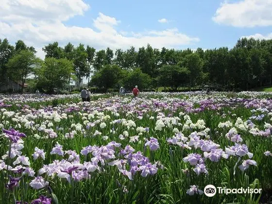 八紘学園花菖蒲園