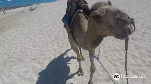 Bali Camel Safari