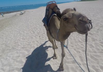 Bali Camel Safari