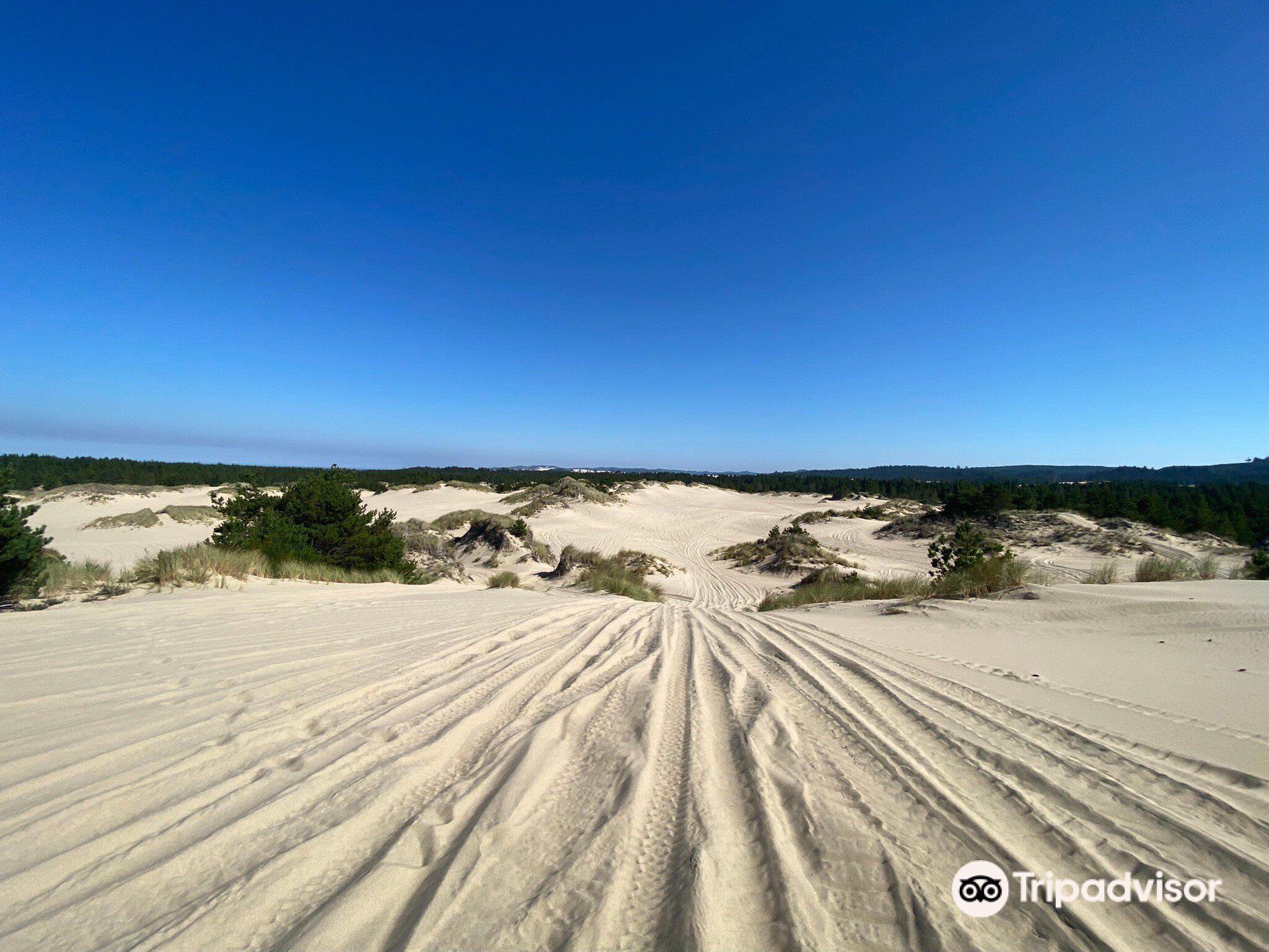 Spinreel Dune Buggy and ATV Rentals and Dune Tours Photos