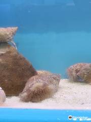 Lyme Regis Marine Aquarium