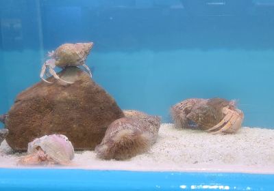 Lyme Regis Marine Aquarium