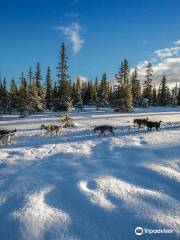 Sjusjoen Husky Tours