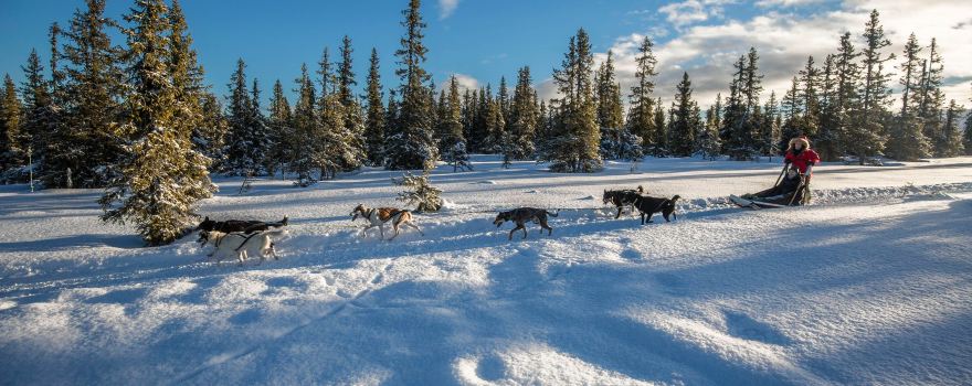 Sjusjoen Husky Tours