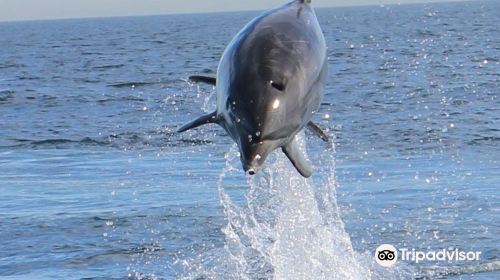 Catalina Coastal Tours & Fishing