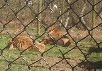 Knowsley Safari Park