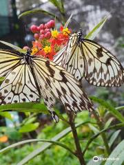 Butterfly Farm - Camp John Hay